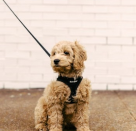 Cockapoo Puppies For Sale - Lone Star Pups